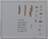 Snakebite Papyrus