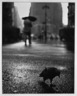 Pigeon in the Rain on Herald Square