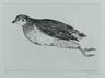 Dead Partridge (La Perdrix)