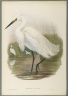Herodias Garzetta - Little Egret