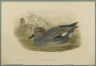 Chaulelasmus Strepera: Gadwell Ducks