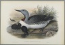 Colymbus Septentrionalis: Red Throated Diver