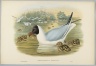 Chroicocephalus Ridibundus: Black Headed Gull