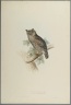 Scops Aldrovandi - Scops Eared Owl