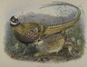 Phasianus Reevesii: Reeves' Pheasant