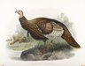 Meleagris Gallopavo: Wild Turkey