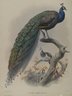 Pavo Cristafus- Common Pea Fowl