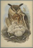 Bubo Maximus: Owl