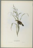 Salicaria Phragmatis: Sedge Warbler