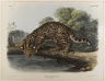 Ocelot or Leopard-Cat