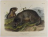 Hoary Marmot - The Whistler