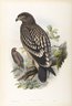 Aquila Naevia - Spotted Eagle