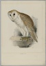 Strix Flammea - Barn Owl