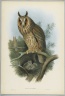 Otus Vulgaris - Long-Eared Owl