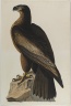 Bird of Washington or Great American Sea Eagle