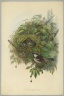 Passer Domesticus - Common House Sparrow