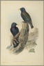 Starling: Sturnus Vulgaris, (Linn)
