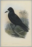 Corvus Frugilegus - Rook