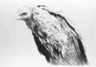 Vulture II