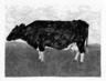 Common Barnyard Animals: The Cow