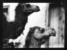 [Untitled] (Two Camels, North Africa)