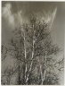 [Untitled] (Birch Trees)