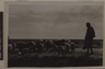 [Untitled] (Sheep Herder, North Africa)