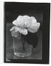 [Untitled] (Gardenia in Glass)