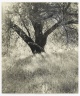 [Untitled] (Tree in Meadow)