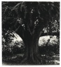 [Untitled] (Tree)