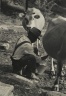 [Untitled] (Milking Cow, Tennessee)