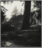 [Untitled] (Tree Trunk with Landscape)