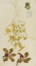 Three Orchids, Acropera, Peristeria Elata, Cattleya Bicolor