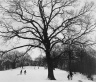 Winter &rsquo;83 (Prospect Park)