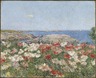 Poppies on the Isles of Shoals