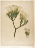 Botanical Study of a Lily