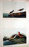 Semipalmated Sandpiper and Curlew Sandpiper