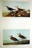 Red-backed Sandpiper and Pectoral Sandpiper