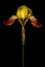 No. 49, Bearded Iris, Iris Cultivar