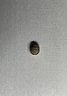 Small Scarab Amulet