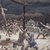 James Tissot (French, 1836-1902). <em>The Raising of the Cross (L'élévation de la Croix)</em>, 1886-1894. Opaque watercolor over graphite on gray wove paper, Image: 9 15/16 x 14 9/16 in. (25.2 x 37 cm). Brooklyn Museum, Purchased by public subscription, 00.159.294 (Photo: Brooklyn Museum, 00.159.294_transp5753.jpg)