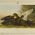 John James  Audubon (American, born Haiti, 1785-1851). <em>Dusky Duck</em>, 1861. Chromolithograph Brooklyn Museum, Gift of Seymour R. Husted Jr., 06.339.1 (Photo: Brooklyn Museum, 06.339.1_PS1.jpg)