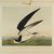 John James  Audubon (American, born Haiti, 1785-1851). <em>Black Skimmer or Shearwater</em>, 1861. Chromolithograph Brooklyn Museum, Gift of Seymour R. Husted Jr., 06.339.41 (Photo: Brooklyn Museum, 06.339.41_PS1.jpg)