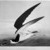 John James  Audubon (American, born Haiti, 1785-1851). <em>Black Skimmer or Shearwater</em>, 1861. Chromolithograph Brooklyn Museum, Gift of Seymour R. Husted Jr., 06.339.41 (Photo: Brooklyn Museum, 06.339.41_acetate_bw.jpg)