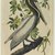 John James  Audubon (American, born Haiti, 1785-1851). <em>Brown Pelican</em>, 1861. Chromolithograph Brooklyn Museum, Gift of Seymour R. Husted Jr., 06.339.42 (Photo: Brooklyn Museum, 06.339.42_PS2.jpg)