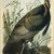 John James  Audubon (American, born Haiti, 1785-1851). <em>Wild Turkey</em>, 1861. Chromolithograph, 40 x 27 in.  (101.6 x 68.6 cm). Brooklyn Museum, Gift of Seymour R. Husted Jr., 06.339.64 (Photo: Brooklyn Museum, 06.339.64_IMLS_SL2.jpg)
