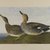 John James  Audubon (American, born Haiti, 1785-1851). <em>Gadwall Duck</em>, 1861. Lithograph, 16 x 23 1/2 in.  (40.6 x 59.7 cm). Brooklyn Museum, Gift of Seymour R. Husted Jr., 06.339.88 (Photo: Brooklyn Museum, 06.339.88_detail_PS1.jpg)