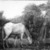 Albert Pinkham Ryder (American, 1847-1917). <em>The Grazing Horse</em>, mid 1870s. Oil on canvas, 10 3/16 x 14 1/8 in. (25.8 x 35.8 cm). Brooklyn Museum, Augustus Graham School of Design Fund, 14.554 (Photo: Brooklyn Museum, 14.554_print_bw.jpg)