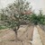 Gustave Caillebotte (French, 1848-1894). <em>Apple Tree in Bloom (Pommier en fleurs)</em>, ca. 1885. Oil on canvas, 28 7/8 x 23 5/8 in. (73.3 x 60 cm). Brooklyn Museum, Bequest of William K. Jacobs, Jr., 1992.107.2 (Photo: Brooklyn Museum, 1992.107.2_colorcorrected_SL1.jpg)