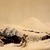 George Catlin (American, 1796-1872). <em>Buffalo Hunt, on Snow Shoes</em>. Lithograph on cream wove paper, 12 1/16 x 17 9/16 in. (30.6 x 44.6 cm). Brooklyn Museum, Gift of Allan D. Chapman, 1995.156.1 (Photo: Brooklyn Museum, 1995.156.1.jpg)